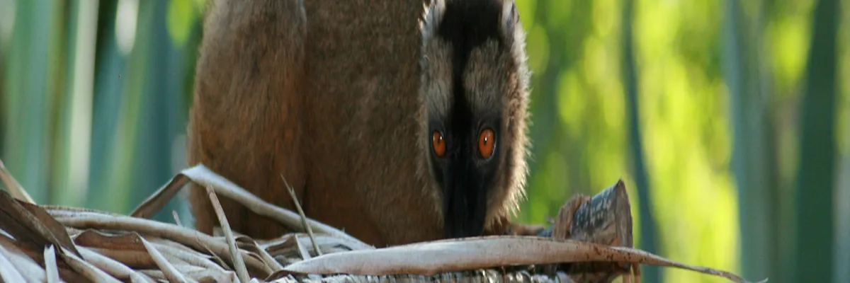 Image Installateur abri de piscine Mayotte